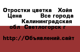 Отростки цветка  “Хойя“ › Цена ­ 300 - Все города  »    . Калининградская обл.,Светлогорск г.